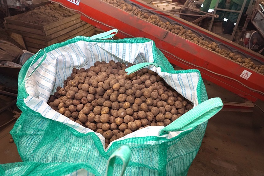 В Калининградской области резко подорожал картофель