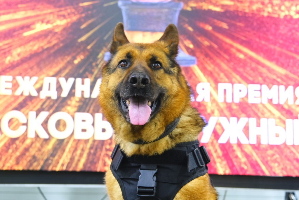 Служебные собаки Росгвардии стали лауреатами премии «Мой ласковый и нужный зверь» Служебные собаки Росгвардии стали лауреатами премии «Мой ласковый и нужный зверь»