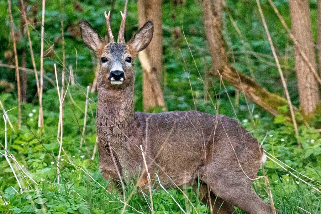 В Калининградской области сосчитали диких животных В Калининградской области сосчитали диких животных