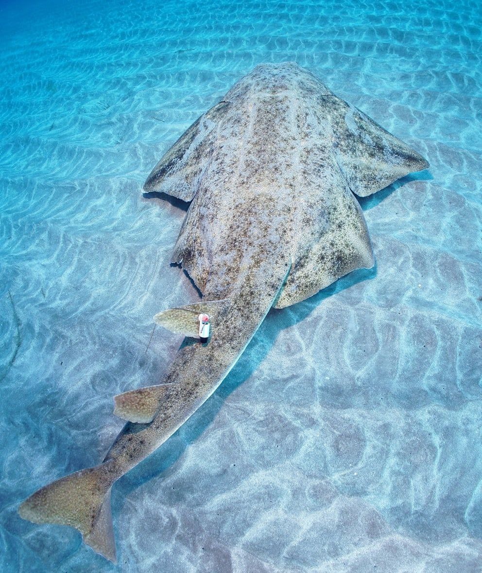 В водах Уэльса вновь обнаружена редкая акула-призрак В водах Уэльса вновь обнаружена редкая акула-призрак