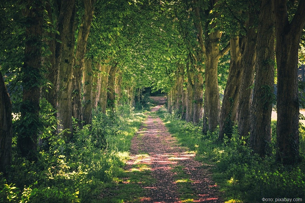 В Вологодской области выявлен новый очаг опасного лесного вредителя
