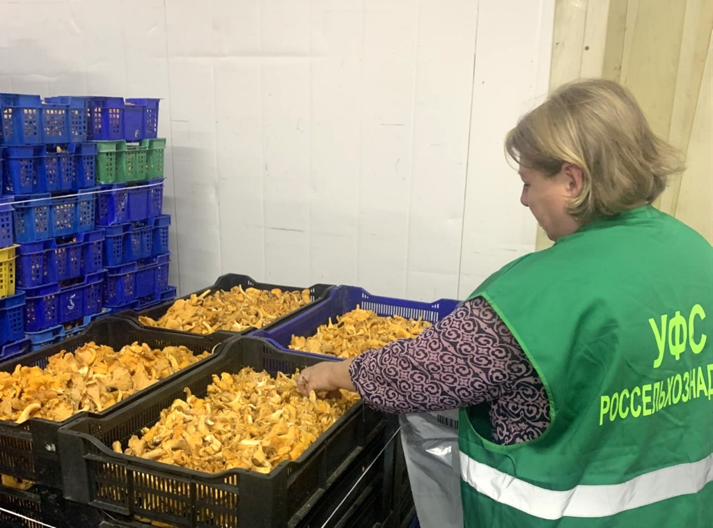 Новгородские лисички покоряют Беларусь: экспортировано более 135 тонн грибов