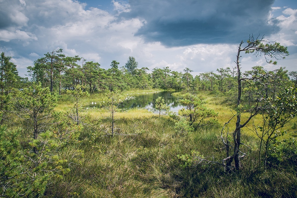 Леса Калининградской области: от цифровизации до новых посадок