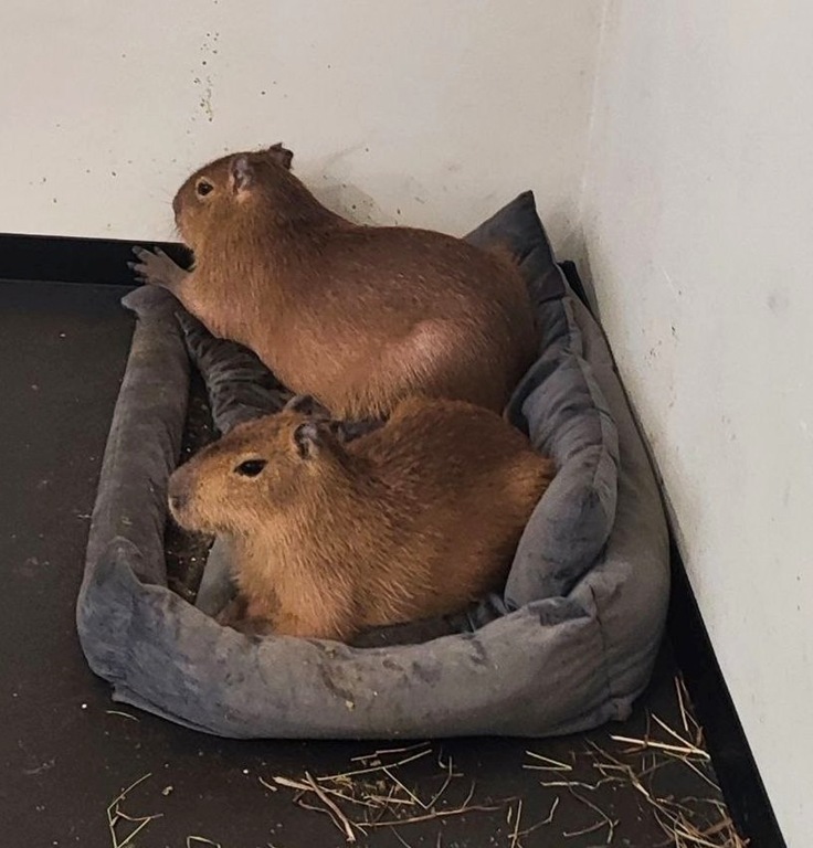 Россельхознадзор закрыл контактный зоопарк в петербургском антикафе