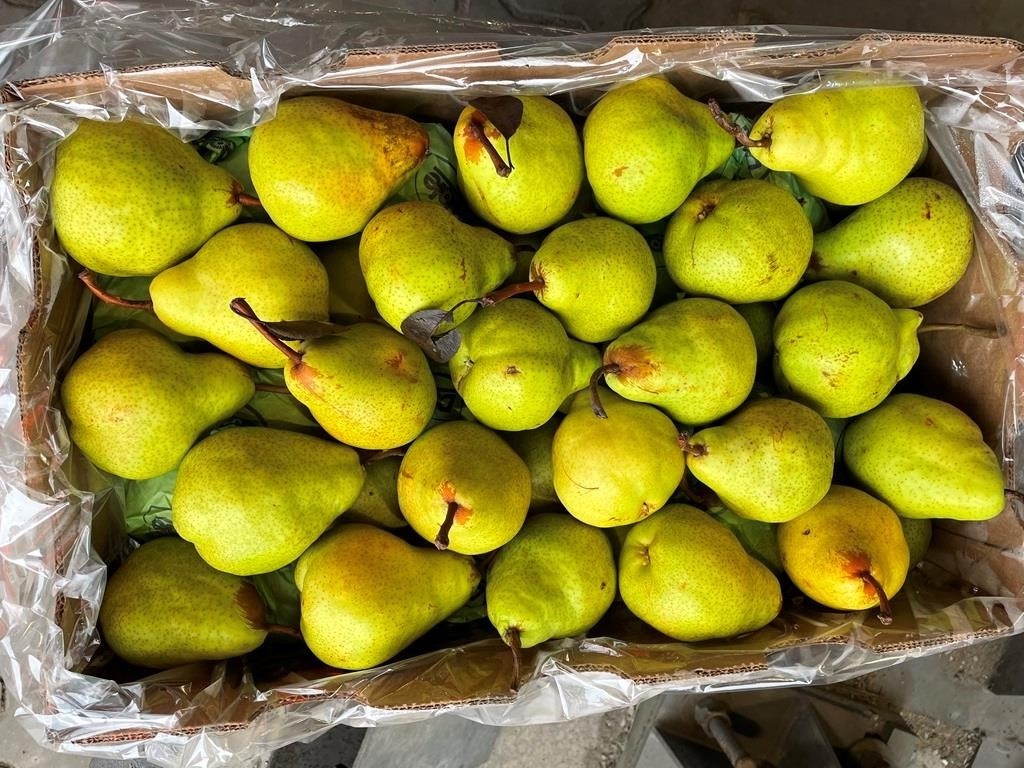 В петербургском порту выявили свыше 230 тонн заражённых импортных фруктов