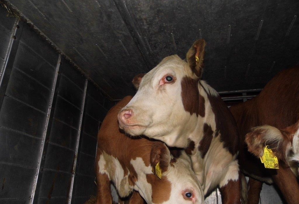 Восемь коров без бирок и документов не пустили из Белоруссии в Россию Восемь коров без бирок и документов не пустили из Белоруссии в Россию