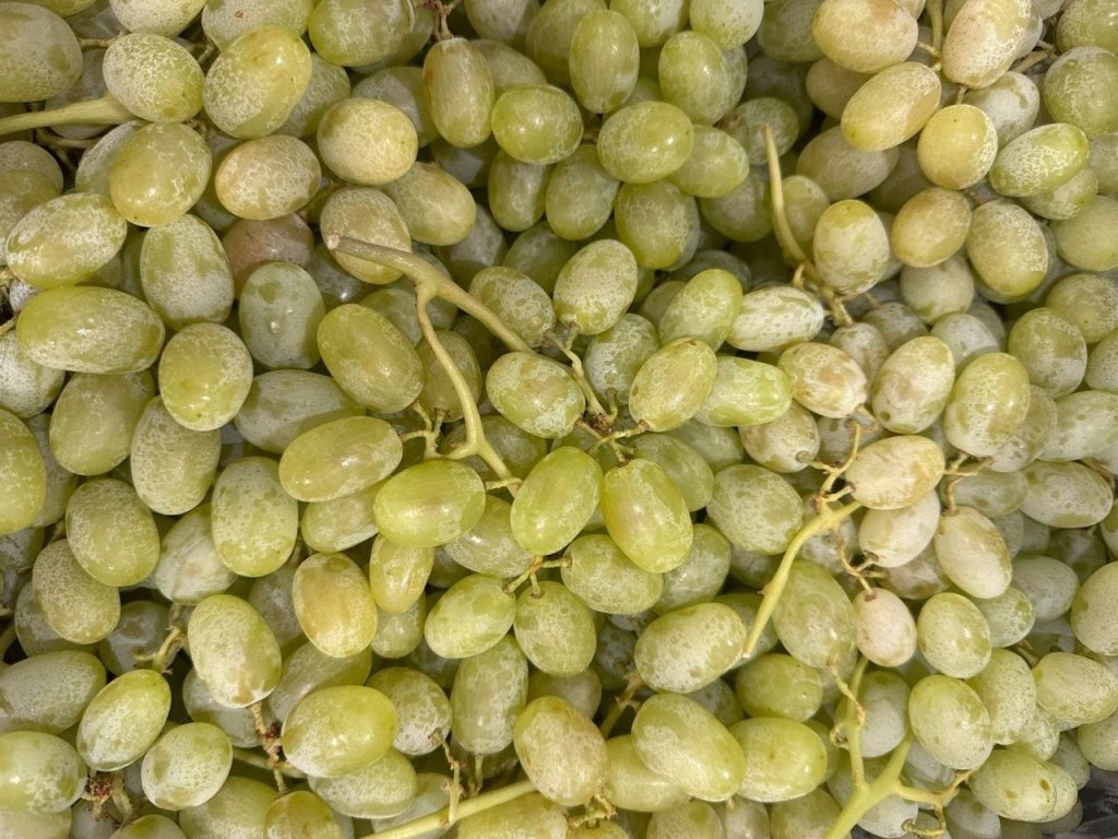 Виноград из Перу не пустили в Россию из-за подозрительных этикеток