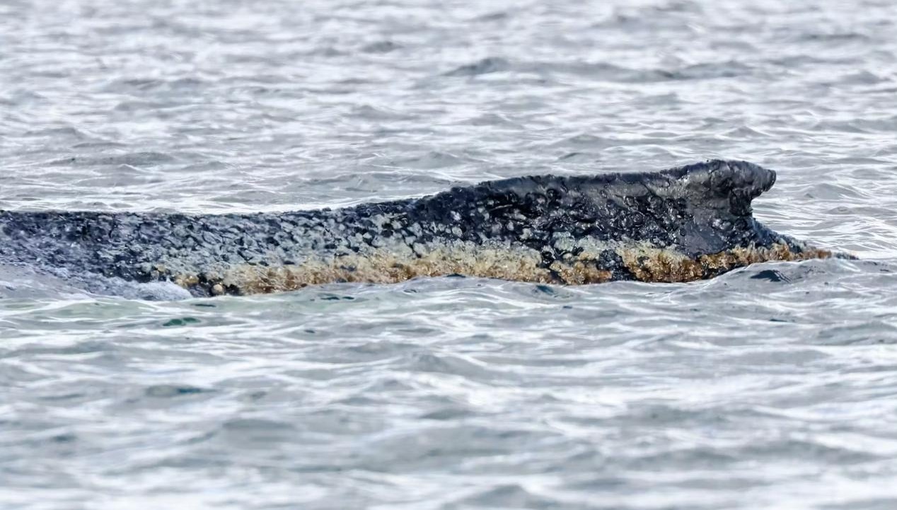 Спасателям, пытавшимся помочь киту на Балтике, угрожают смертью после провала операции
